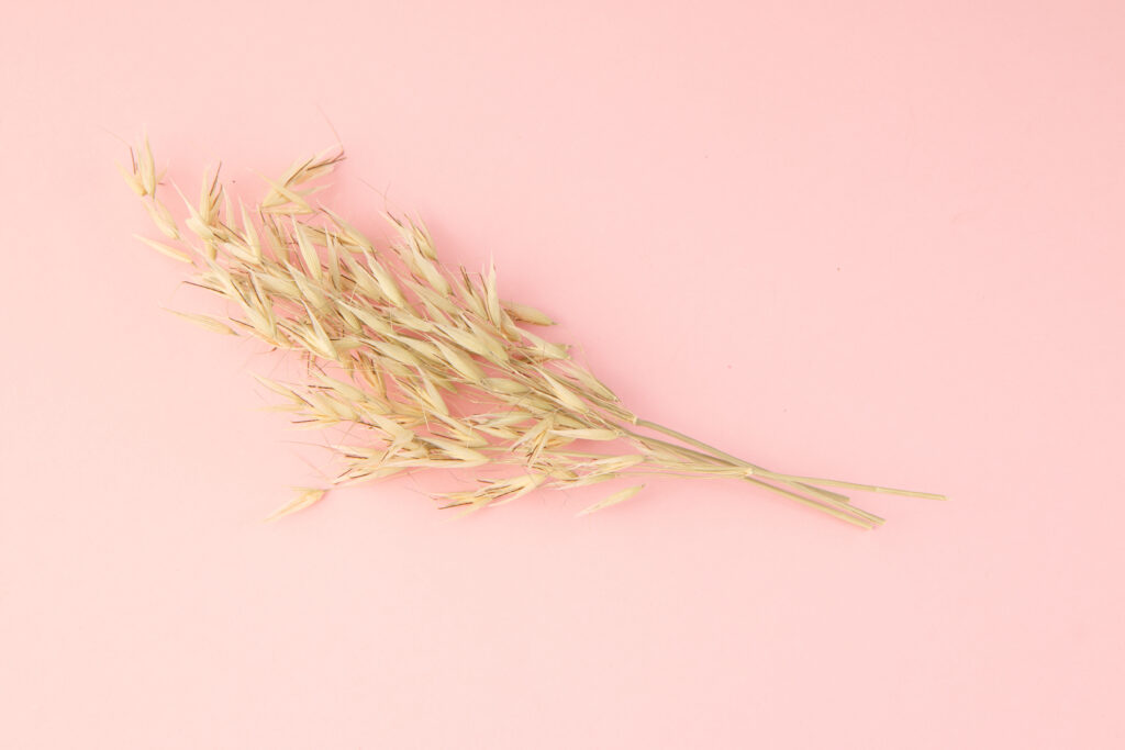 wheat branch over a pink surface.